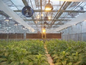 نظام الإضاءة الاصطناعية الزراعية عن الاحتباس الحراري